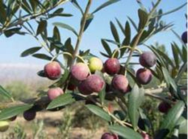 L IRTA-Mas de Bover: Recerca i transferència tecnològica dalguns conreus mediterranis (olivera i fruits secs).