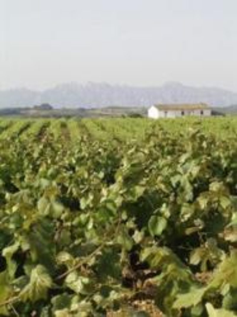 Impuls a la modernització i competitivització del sector vitivinícola