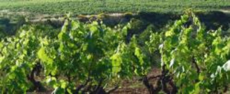 Ajuts dels plans de reestructuració i/o reconversió de la vinya