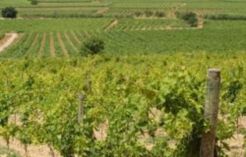Ajuts a les inversions a les empreses del sector vitivinícola