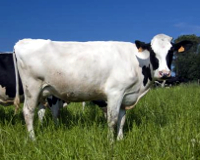 Fitxa Tècnica sobre la normativa de la producció ecològica de bestiar herbívor