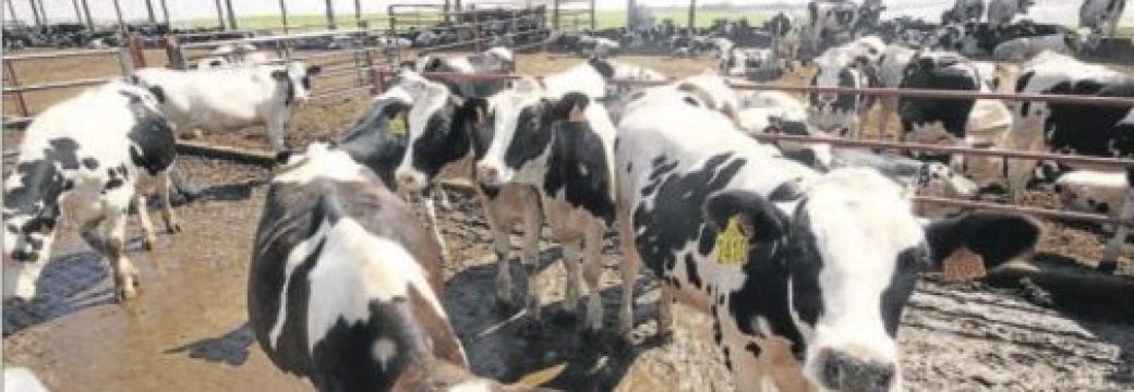 Visita a la Granja “San José”, una de les majors explotacions de vacú de llet d’Espanya