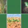 Web  “Plaguicides”” i CAREX-CAT. Informe “Exposició laboral a plaguicides d’ús fitosanitari”.