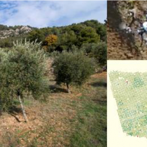 Jornada tècnica:Teledetecció i noves tecnologies en el cultiu de l’olivera (22a Fira de l’Oli DOP Siurana)