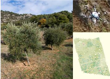 Jornada tècnica:Teledetecció i noves tecnologies en el cultiu de l’olivera (22a Fira de l'Oli DOP Siurana)