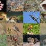 Publicades les convocatòries i bases reguladores de les  Subvencions de la Fundació Biodiversitat