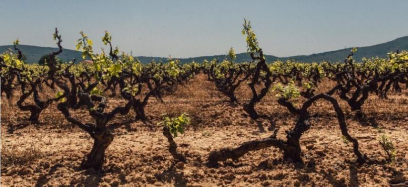 Publicat l’Informe sobre el sector vitivinícola a Catalunya del juny de 2019 de l’Observatori de la vinya, el vi i el cava.