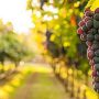 Jornada informativa: Ajuts destinats a les inversions per a la millora de la producció o comercialització de productes vitivinícoles per els anys 2019 a 2023