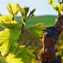 Jornada: Impuls de la bioenergia al sector vitivinícola