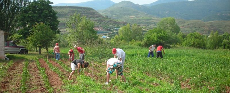 El Govern aprova la pròrroga de les mesures urgents per a la contractació temporal de treballadors en el sector agrari