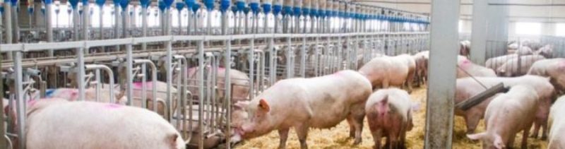 Nota interpretativa DARP: Normativa Ordenació granges porcines