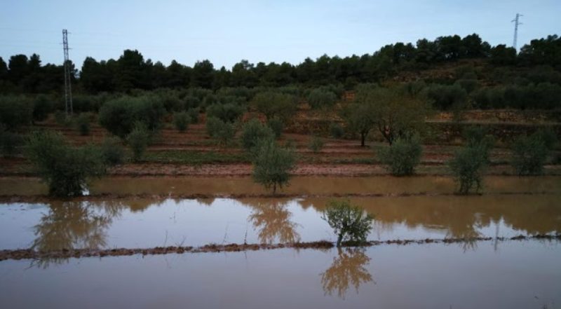 Convocatòria d’ajuts destinats a les explotacions agràries afectades pels aiguats d’octubre de 2019 o pel temporal glòria de gener de 2020