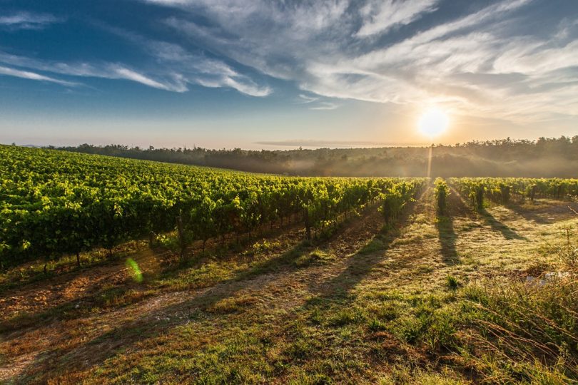 El Govern ha aprovat mesures extraordinàries per pal·liar els efectes de COVID-19 en el sector vitivinícola