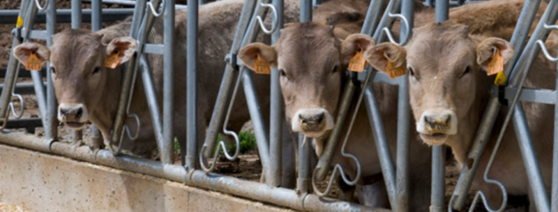 Publicat el Reial decret pel qual s’estableixen normes bàsiques d’ordenació de les granges bovines