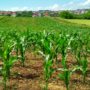 Surt a informació pública el “Reial decret pel qual s’estableixen normes per a la nutrició sostenible als sòls agraris”