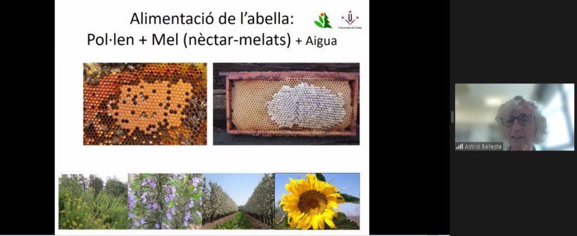 #Àgora_agrònoms: El paper de les abelles en la producció agrícola