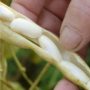Visita tècnica: El cultiu i la  comercialització de les  lleguminoses gra per a  consum humà