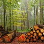 Jornada: “Biomassa i Aprofitaments Forestals Industrials: Reptes i Oportunitats per al Desenvolupament Rural”