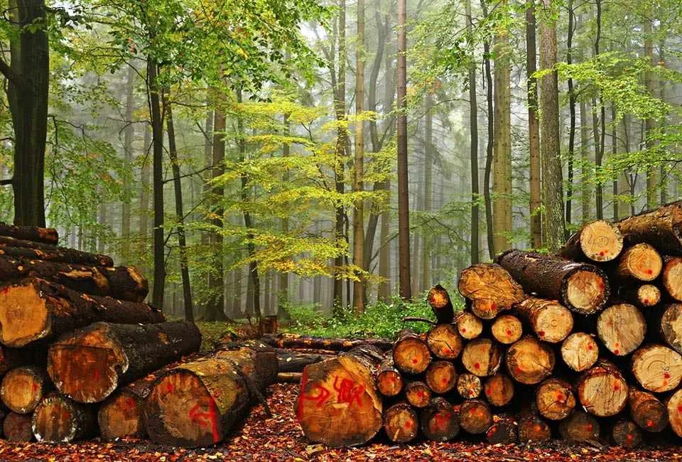 Jornada: "Biomassa i Aprofitaments Forestals Industrials: Reptes i Oportunitats per al Desenvolupament Rural"