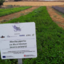 Jornada tècnica: Resultats del projecte “Nous escenaris  de producció industrial de planta  aromàtica i medicinal als sistemes  agraris tradicionals de Catalunya”