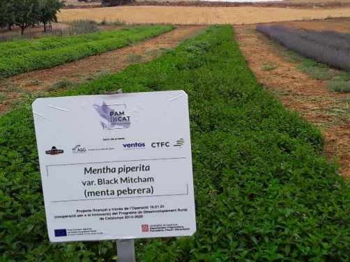 Jornada tècnica: Resultats del projecte “Nous escenaris  de producció industrial de planta  aromàtica i medicinal als sistemes  agraris tradicionals de Catalunya”