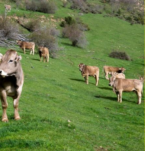 Jornades de reflexió de la ramaderia al  Pirineu: reptes i  oportunitats